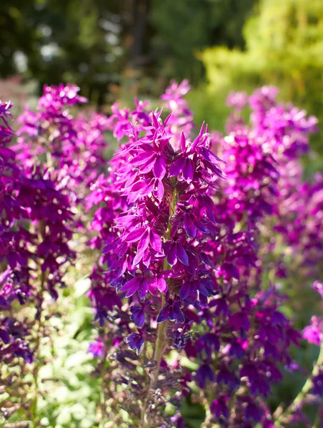 庭にはカンパヌラ科ロベリア属の紫色の花を咲かせます 夏と春の時間 — ストック写真