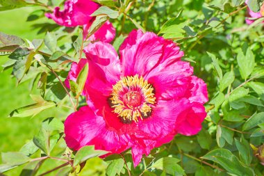 Bahçede Moutan şakayığının pembe çiçekleri. Yaz ve bahar zamanı 