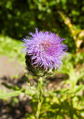 Mor çiçekler asteraceae cynara cardunculus bahçede. Yaz ve bahar zamanı