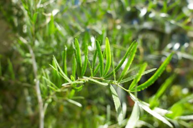 Bahçede zamiaceae ensefalartos altensteinii bitkisi. Yaz ve bahar zamanı