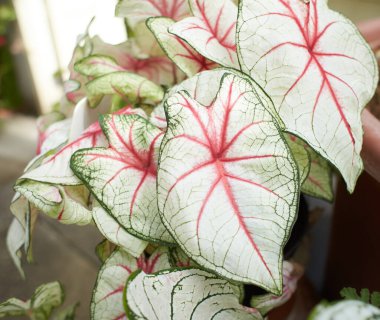 Bahçede kırmızı beyaz yeşil Caladium 'Beyaz Noel'. Yaz ve bahar zamanı. İsa 'nın Kalbi Bitki