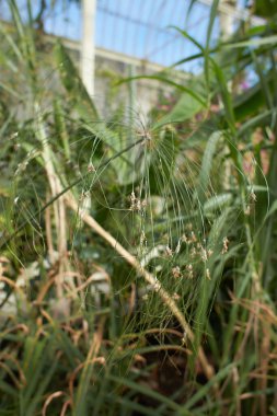 Bahçedeki Pappyrus cyperus papirüsü. Yaz ve bahar zamanı