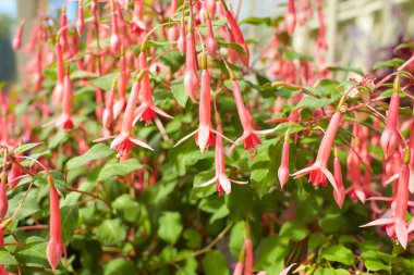 Çok sayıda çiçek açan pembe ve beyaz Fuchsia çiçekleri.