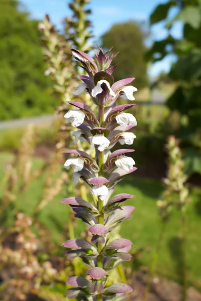 アカンサス科のアカンサス モリス ヴァル ラティフォリウスの紫色と白の花を庭に咲かせます 夏と春の時間 — ストック写真