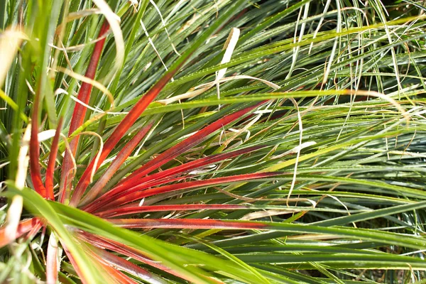 Plant Van Bromeliaceae Fascicularia Bicolor Tuin Zomer Lente — Stockfoto