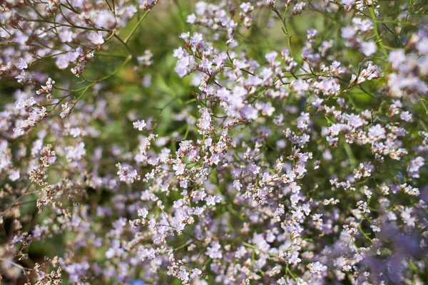 Fioletowe Kwiaty Plumbaginaceae Limonium Latifolium Ogrodzie Czas Letni Wiosenny — Zdjęcie stockowe
