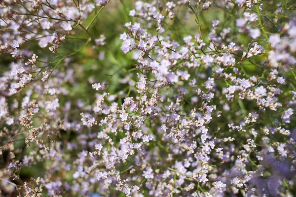 아과의 바이올렛 Limonium Irrfolium Garden — 스톡 사진