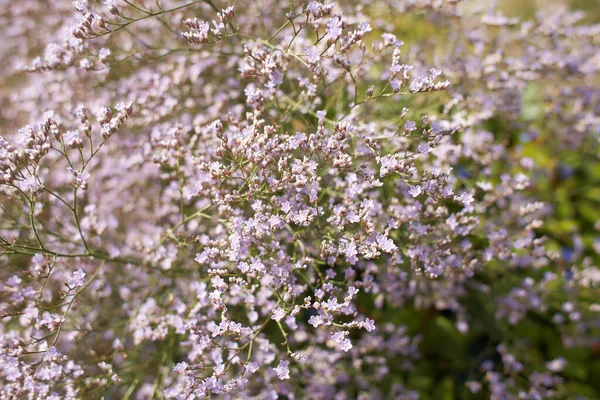 Flores Violetas Plumbaginaceae Limonium Latifolium Jardín Verano Primavera — Foto de Stock