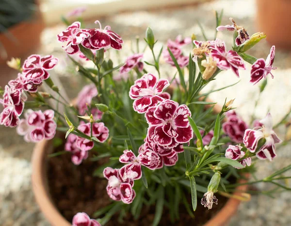 Red White Flowers Dianthus Charmy Garden Summer Spring Time — Stock Photo, Image