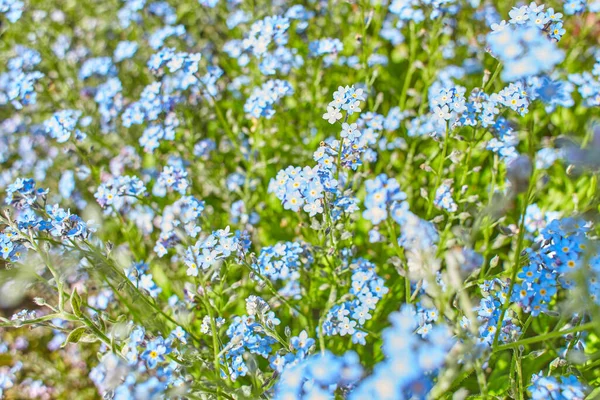 Блакитні Квіти Борагінової Подумонарії Ангустіфолії Саду Літо Весна — стокове фото