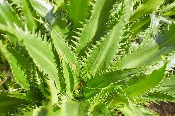 Plant Van Bromeliaceae Puya Venusta Tuin Zomer Lente — Stockfoto