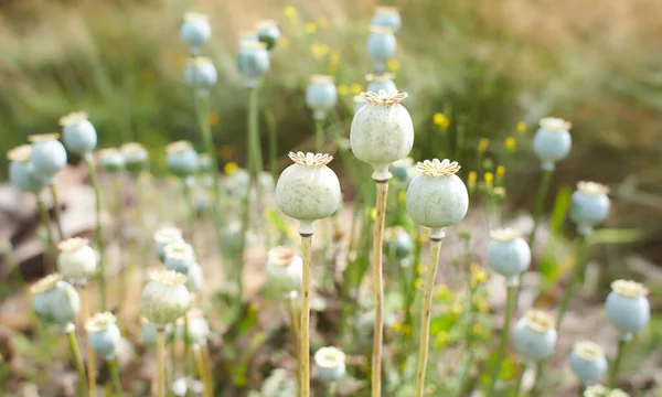 Suchy Owoc Maku Opium Ogrodzie Czas Letni Wiosenny — Zdjęcie stockowe