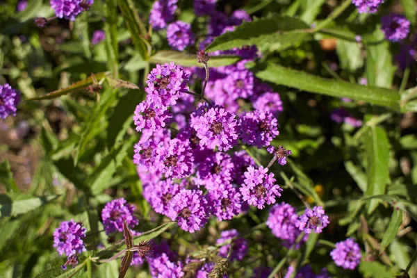 園内にはバーベナリギダの紫色の花を咲かせます 夏と春の時間 — ストック写真