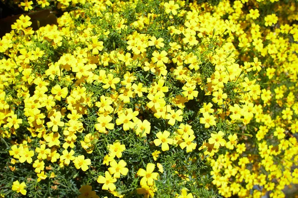 Bahçede Limon Taşından Sarı Tagetes Çiçekleri Asteroseae Afrika Kadife Çiçeği — Stok fotoğraf