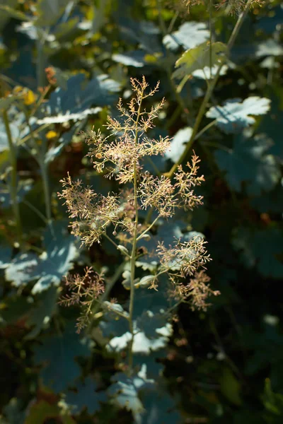 Kukkia Macleaya Microcarpa Puutarhassa Kesä Kevätaika — kuvapankkivalokuva