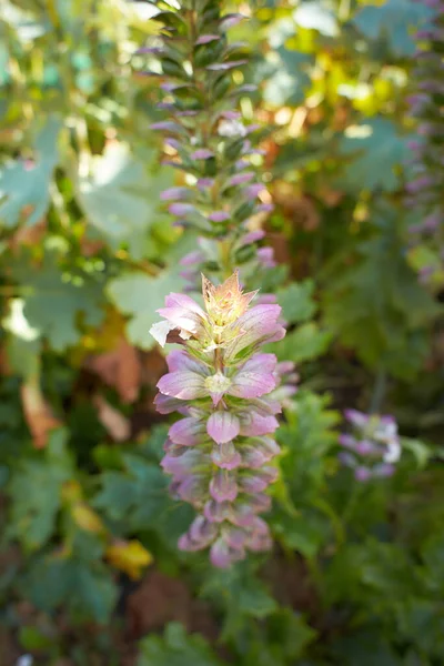 アカナ科アカンサス モリス属の花です 庭のラティフォリウスだ 夏と春の時間 — ストック写真