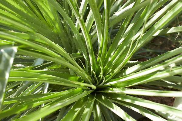 Φυτό Του Bromeliaceae Puya Venusta Στον Κήπο Καλοκαίρι Και Άνοιξη — Φωτογραφία Αρχείου