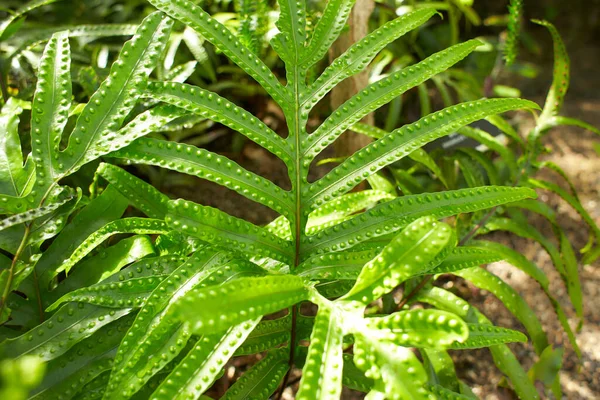 Листья Microsorum Pustulatum Kangaroo Fern Polypodiaceae Саду Лето Весна — стоковое фото
