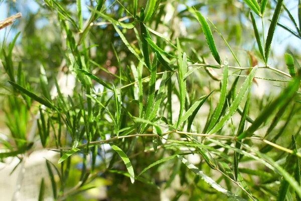 ザミア科の脳症の植物は庭でAltensteinii 夏と春の時間 — ストック写真