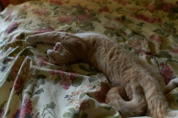 Huslig Katt Med Stora Gröna Ögon Närbild Sängen — Stockfoto