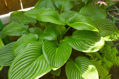 Nilüfer çiçeği ya da beyaz çiçekli Hosta yaprağı. Hosta, bahçede çiçek, güzel gür yapraklı süs çiçekleri. Doğal ortamda fotoğraf. Ağustos Ayı