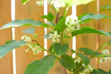 Actinidia Polygama 'nın beyaz çiçekleri, bahçede kivi. Yaz ve bahar zamanı.