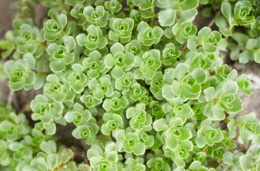 John Creech Taş Fabrikası, Sedum Spurium Yaz Şanlı Yeşil Çatı Fabrikaları. Yaz ve bahar zamanı.