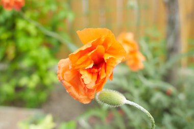Bahçede turuncu papaver rupifragum Double Mangerine Gem Double Poppy Double Mangerine Gem. Yaz ve bahar zamanı.