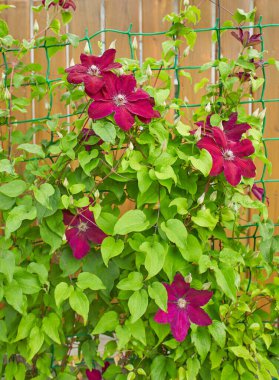 Red flowers of Clematis viticella in the garden. Summer and spring time. clipart