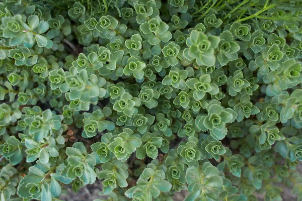 Green plant of John Creech stonecrop, Sedum Spurium Summer Glory Green Roof Plants in the garden. Summer and spring time.