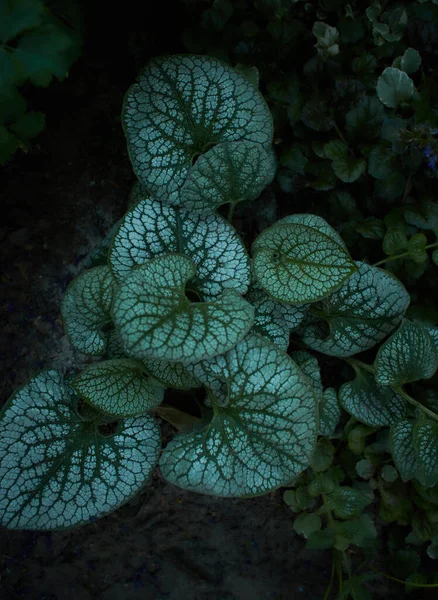 Zelené Listy Brunnera Macrophylla Pěstované Zahradě Léto Jaro — Stock fotografie