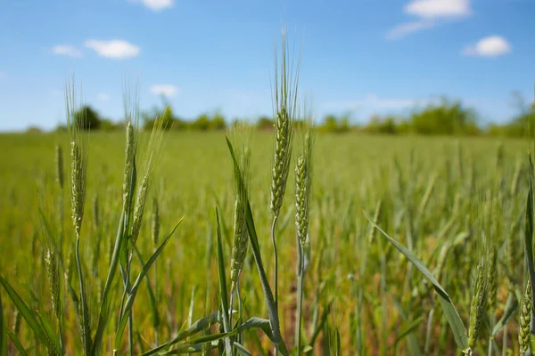 Пшеничне Поле Проти Блакитного Неба Зелене Стигле Пшеничне Поле Фоні — стокове фото