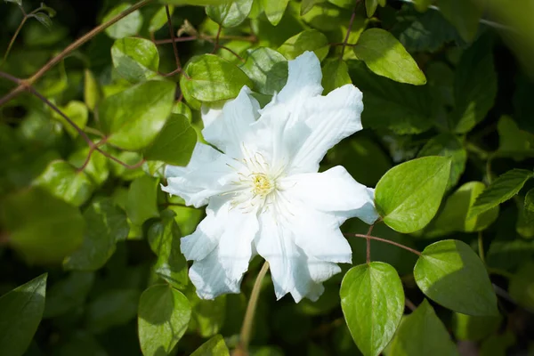 Білі Квіти Клематиса Саду Літо Весна — стокове фото