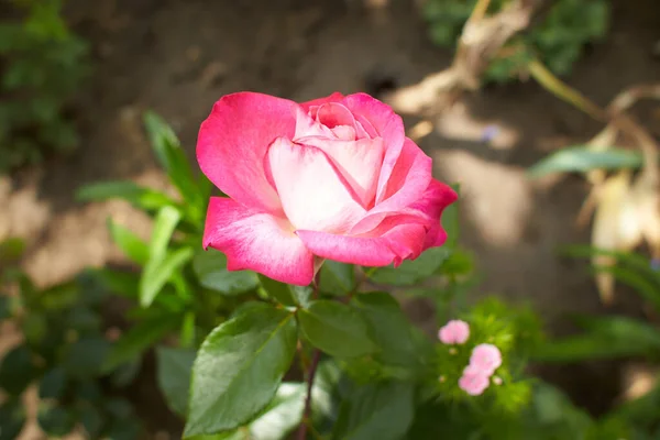 Garten Blühten Rosa Und Weiße Blüten Des Hybridtees Sommer Und — Stockfoto