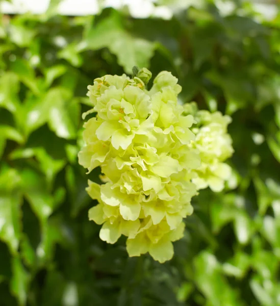 Yellow Flower Snapdragon Antirrhinum Majus Garden Summer Spring Time — Stock Photo, Image