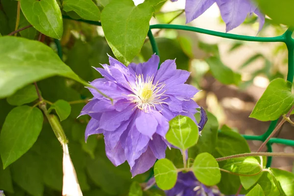Flores Violetas Moradas Clematis Viticella Jardín Verano Primavera —  Fotos de Stock