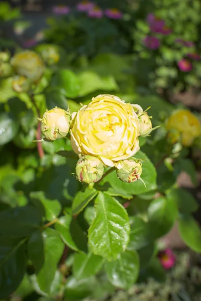 Gelb Von Rosa Line Renaud Mary Rose Charles Rennie Mackintosh — Stockfoto