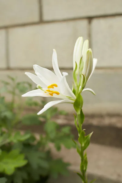 Close White Lily Flower Selective Focus Flower — Stock Photo, Image