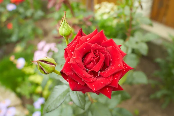 Rote Blüten Von Hybridrosen Garten Sommer Und Frühling — Stockfoto