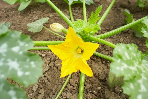 Fresh green Zucchini plant in a vegetable garden with fruits and flowers