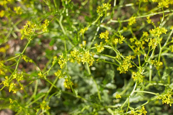 Bahçedeki Sarı Patrinia Scabiosifolia Çiçekleri Yaz Bahar Zamanı — Stok fotoğraf