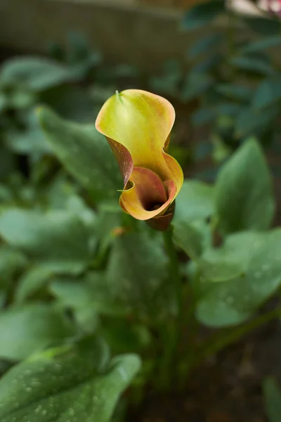Zantedeschia Nın Sarı Çiçekleri Bahçede Calla Lily Yaz Bahar Zamanı — Stok fotoğraf