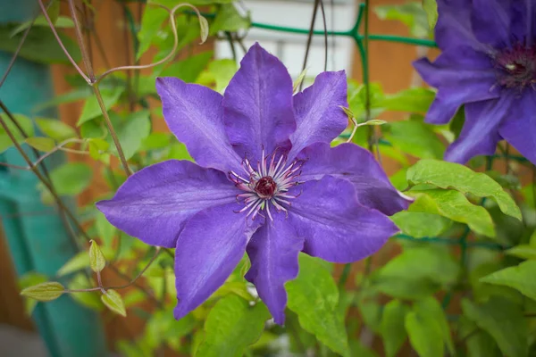 Fleurs Violettes Violettes Clematis Viticella Dans Jardin Heure Été Printemps — Photo