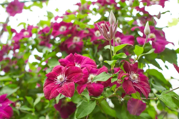 Flores Vermelhas Clematis Viticella Jardim Verão Primavera Fotografia De Stock