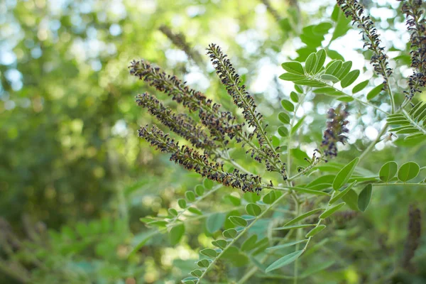 Hamis Indigó Bokor Amorpha Fruticosa Lila Virágai Ólom Növény Kertben Stock Kép