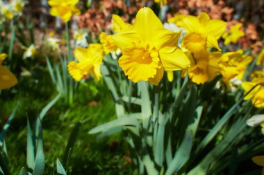 Canlı beyaz, sarı laleler ve çeşitli yapraklar bir bahar günü bir bahçede çiçek açar. Açık havada çekilen güzel çiçek arkaplanı yumuşak odak ile fotoğraflanır..