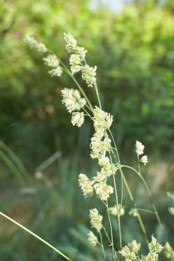 Orchardgrass 'ın yeşil çiçekleri, Dactylis glomerata, horoz ayağı bahçede. Yaz ve bahar zamanı.