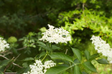 Dogwood Ormanı 'nın beyaz çiçekleri bahçeye güveniyor. Yaz ve bahar zamanı.