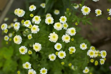 Hibrid Feverfew 'in yeşil yaprakları, Achillea Ptarmica, hapşırık otu, hapşırık otu, piç pavyon, Avrupa pellituvarı, kaz dili, vahşi sarmaşık, bahçenin dağınık yerlerine vatandaşlık verildi. Summ