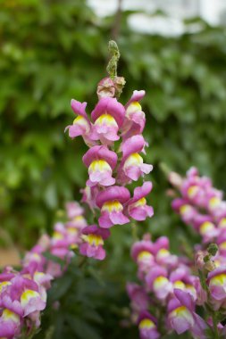 Pink flower of Snapdragon, Antirrhinum majus in the garden. Summer and spring time.